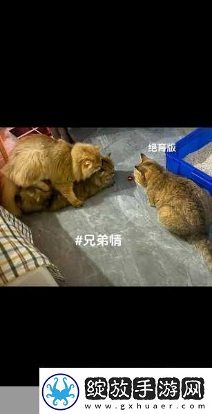 白天做兄弟晚上做夫妻