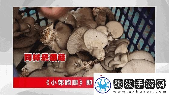 “蘑菇哥”狂潮来袭