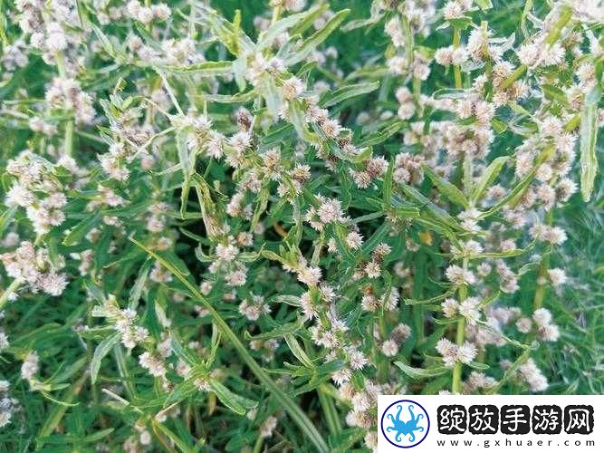 嫩叶草