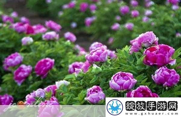 共道牡丹时相随买花去1.＂共道牡丹时光花香四溢的美丽之旅