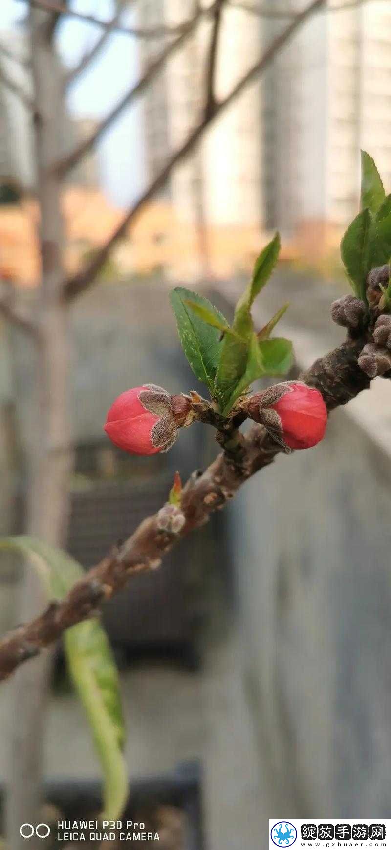 含苞欲放的桃花那是春天的嘴唇吧