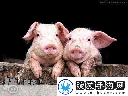 人类与动物的心灵交流