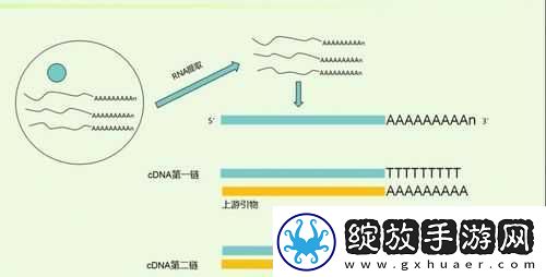 RNA