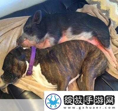 人类与动物的心灵交流