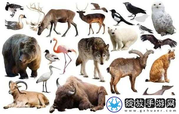 肉食动物取食报告动漫