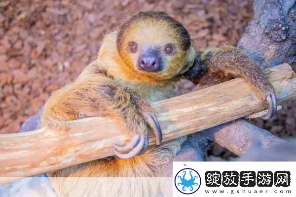 动物朋友大观园新情报曝光萌宠世界等你探索！
