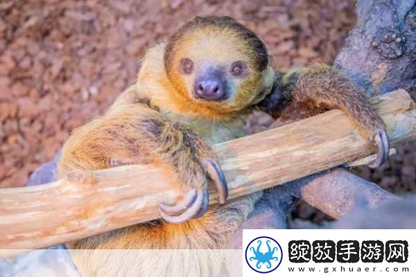 动物朋友大观园新情报曝光萌宠世界等你探索！