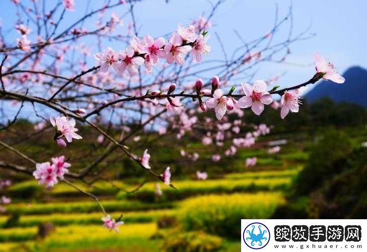 国色天香桃花朵朵开