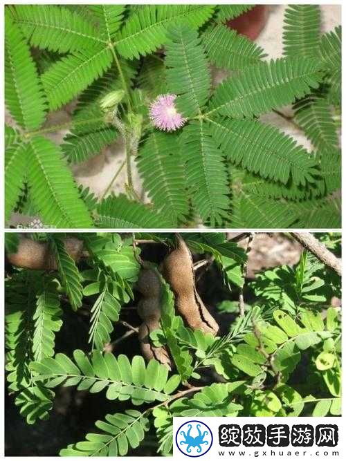 含羞草实验室隐藏路线