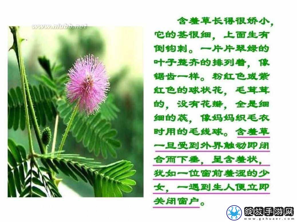 羞草二次传
