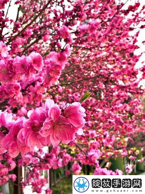 国色天香桃花朵朵开