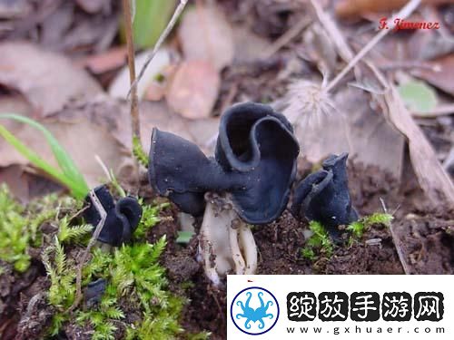 “黑硬蘑菇头”引发的科技狂潮