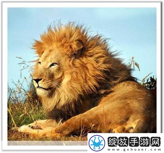 美国Zoom动物园