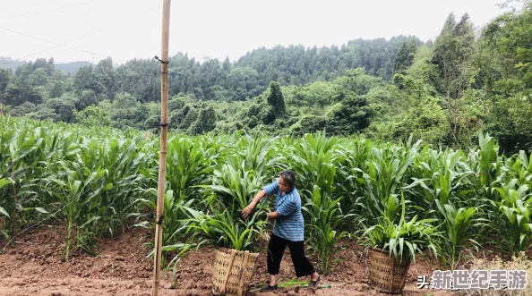 双人房间里拔萝卜