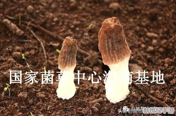 双人房间里拔萝卜