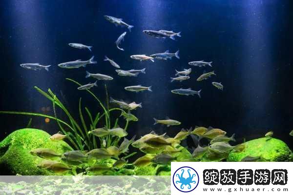 篮球队的公共玩具正伟