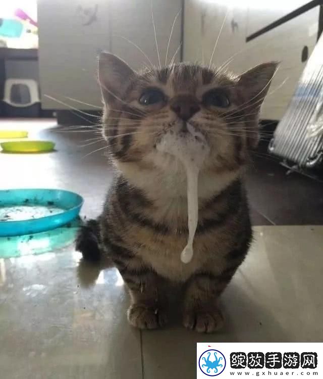 猫咪「吧唧嘴」奇遇记