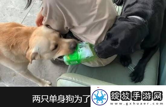 上帝视角才能看到的