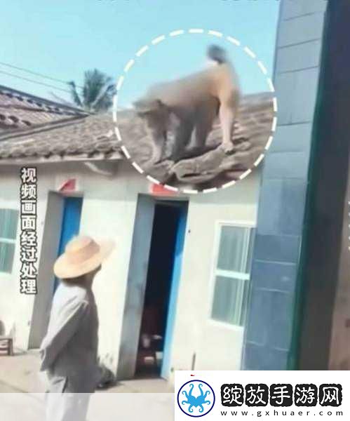 打扑生猴子