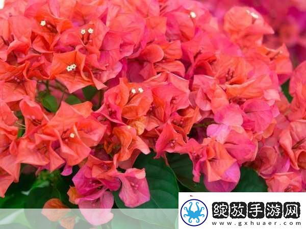给我啊你的舌头向下这是啥歌曲