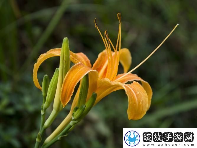 “仙踪林”探秘