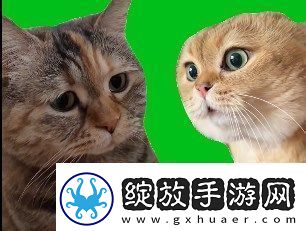 猫猫对话是什么梗络用语