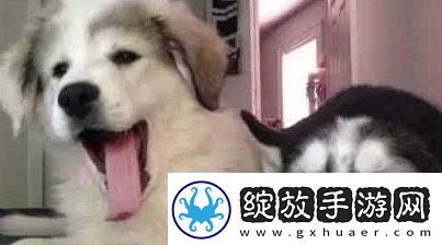 狗都嫌弃的年龄是什么梗网络用语