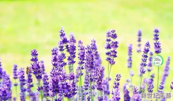日本薰衣草实验研究所的优势