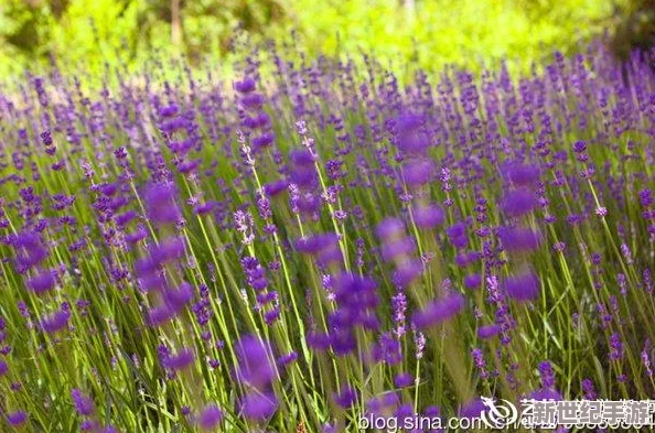 日本薰衣草实验研究所的优势