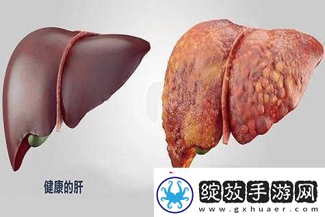 老公每天吃我小花园会伤肝吗