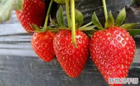 草莓视频2032