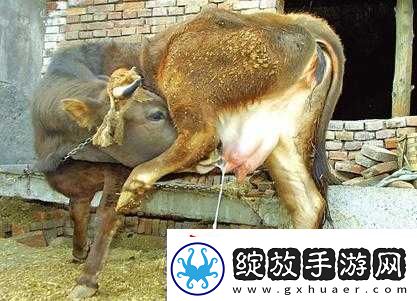 套**奶牛服截肢产奶
