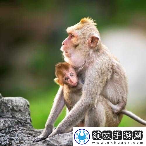 大猴子永远抱着小猴子的温馨画面