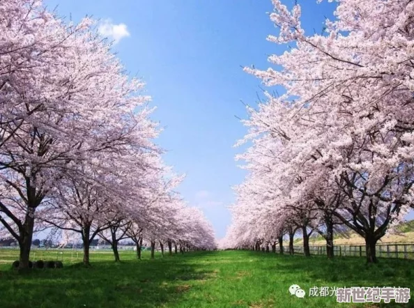 粉色水蜜桃和日本樱花区别大揭密
