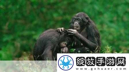 人马畜禽纪录片免费