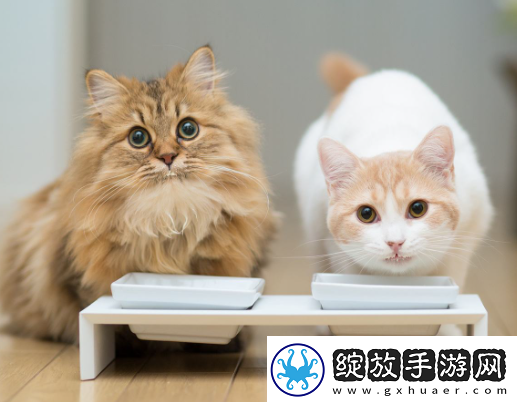 猫之城高性价比氪金指南
