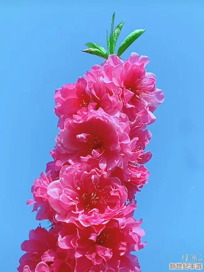 五月婷色