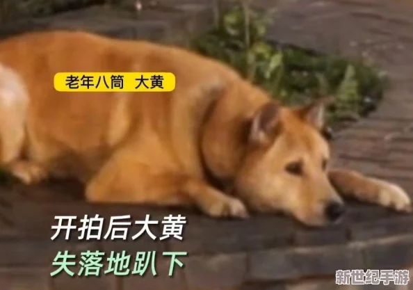 震惊！成年片色大黄全免费