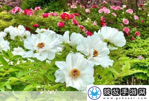 欧产日产国色天香水蜜桃探秘