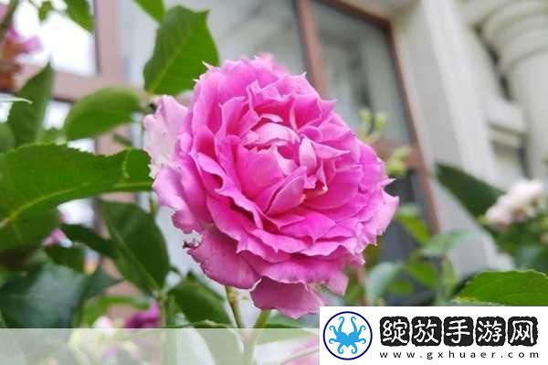 欧产日产国色天香水蜜桃探秘