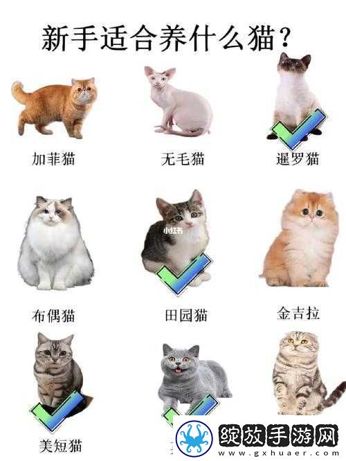 猫之城养猫秘籍
