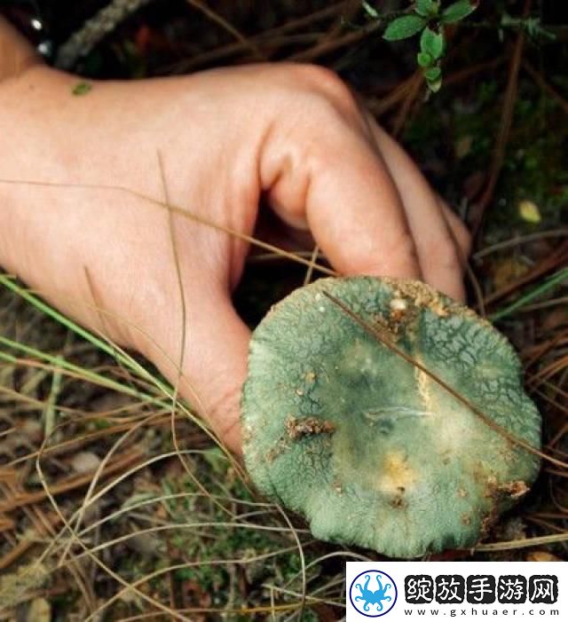 蘑菇mogula笑不活了科技圈新晋“网红”的这点事！