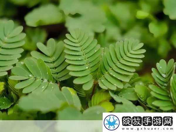 水蜜桃香蕉含羞草