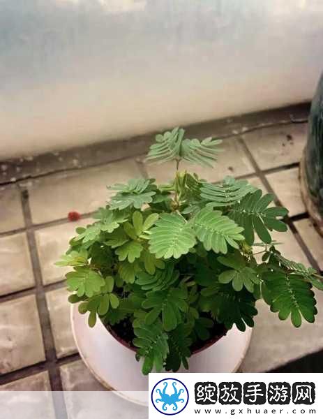 水蜜桃香蕉含羞草