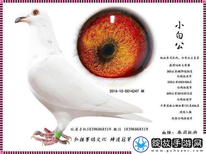 Ggy2022鸽子小白