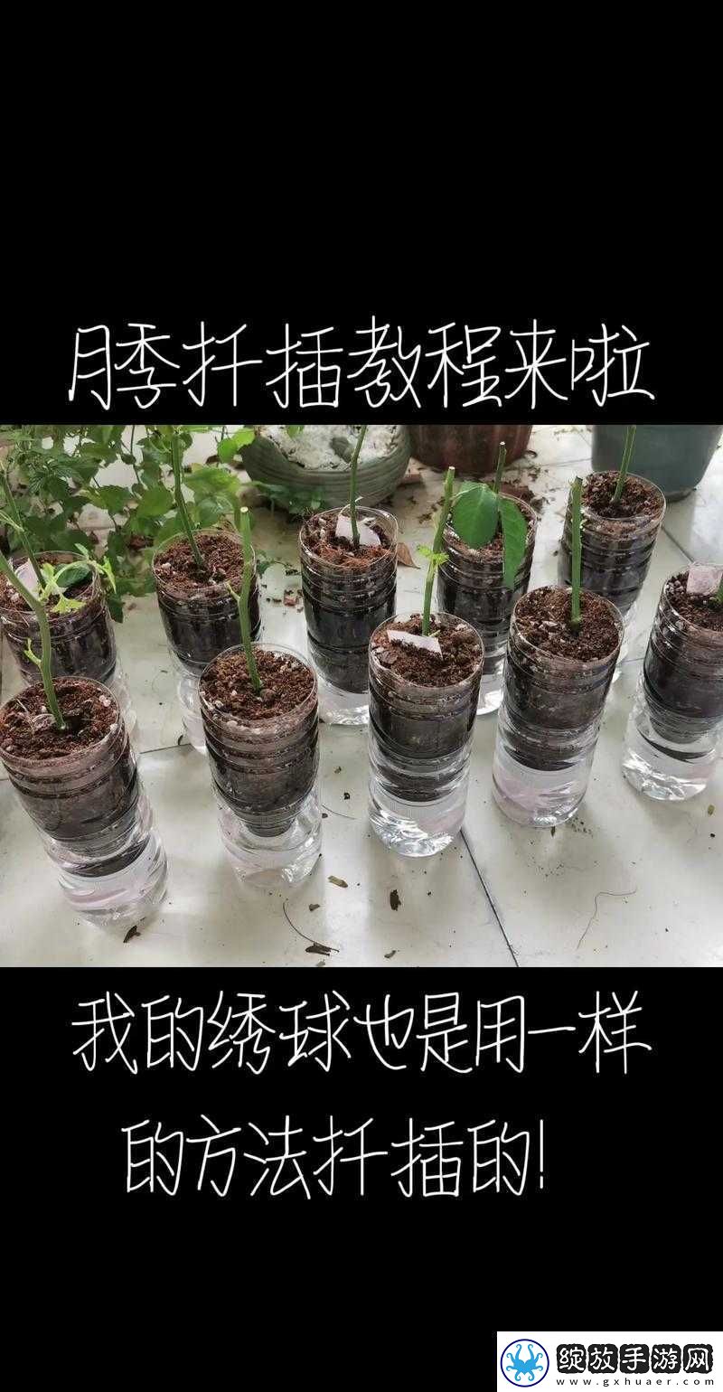 扦插过程视频