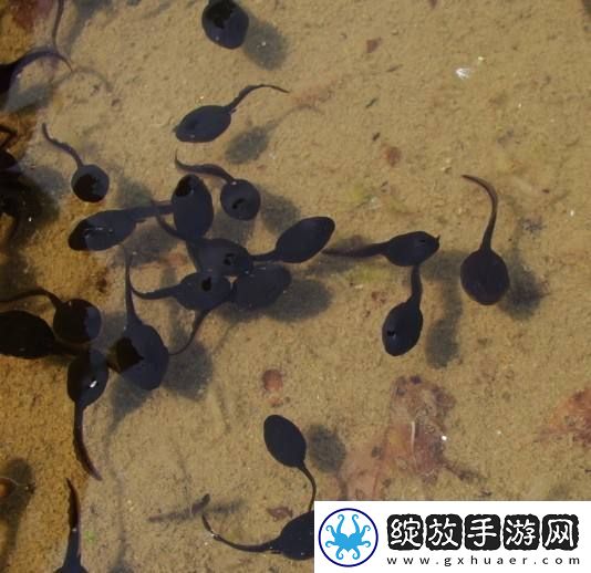 小蝌蚪看片在线观看