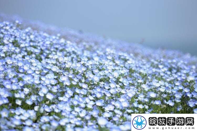 艺术学院满天星法版免费