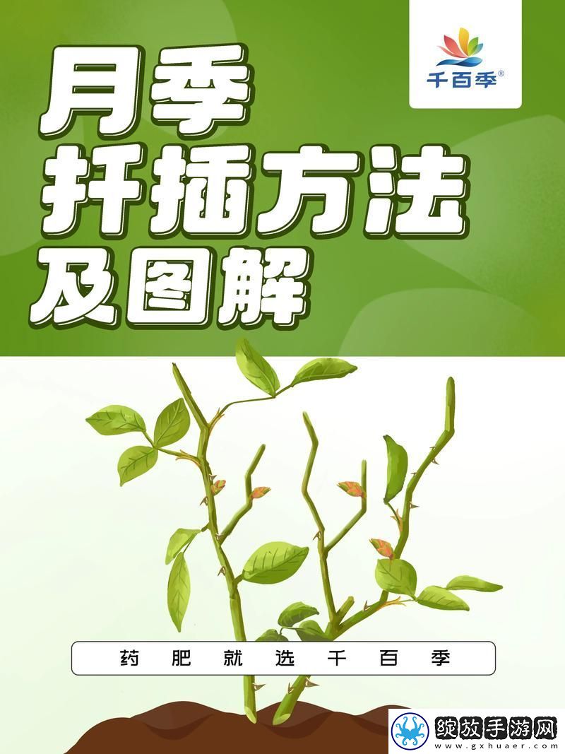内容丰富在床上使用哪些扦插方法最有效