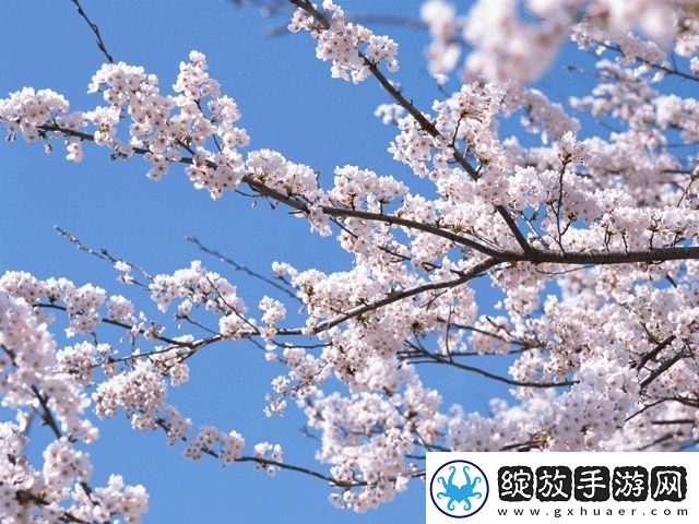 微杏十年出杏花